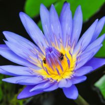 Blue Lotus *NEW PRICE* CLEARANCE SALE